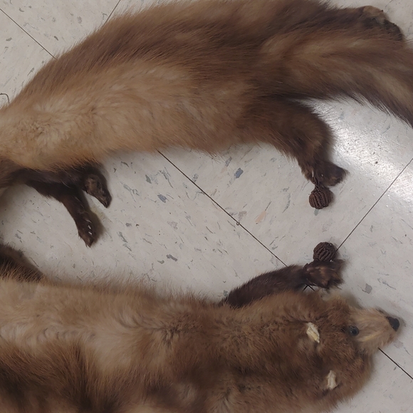 Samuel Spigel Accessories - Vintage 1950s Fox Stole